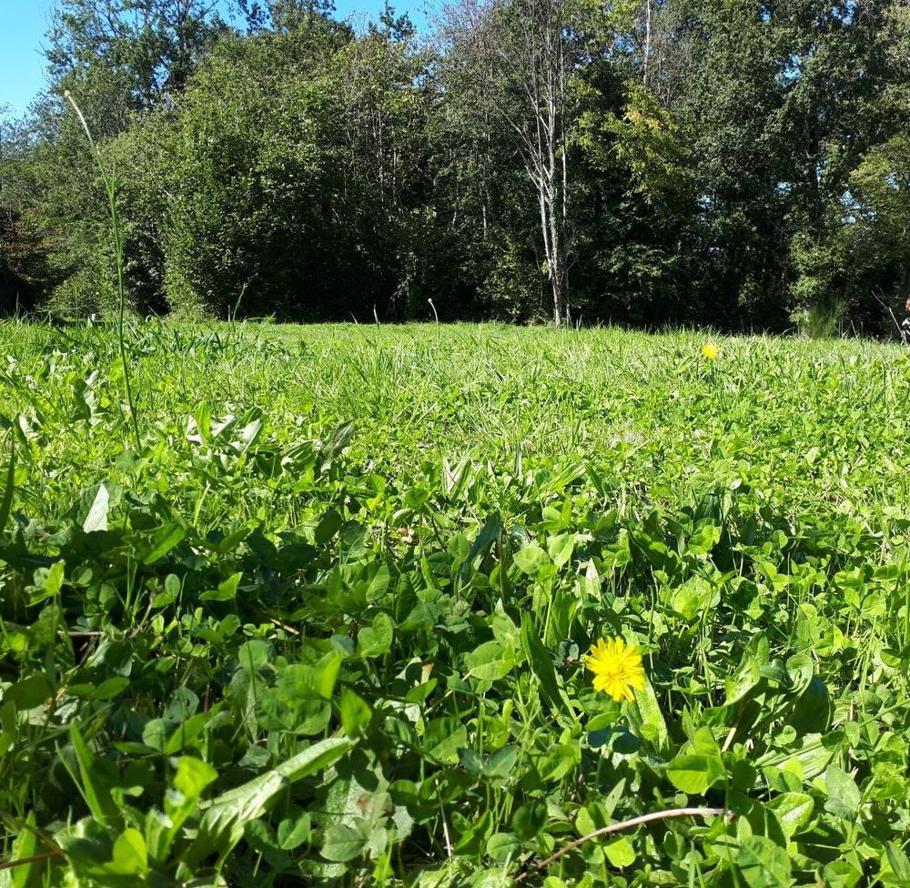 Vente Terrain Terrain constructible de 3 300m² à Nantiat (Haute-Vienne) Nantiat
