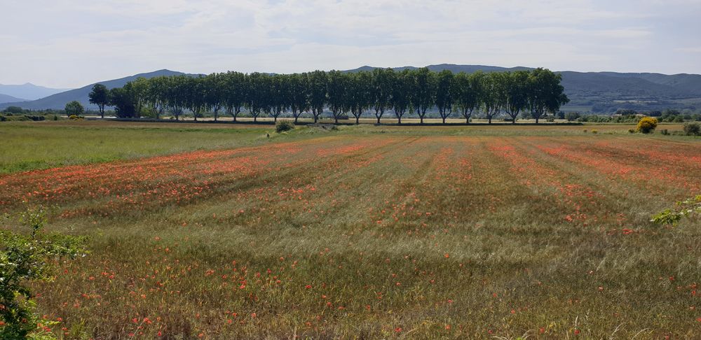 Vente Terrain Terrains constructibles viabilisés ? Peyruis (Le Barteu) Peyruis