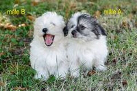   Chiots Coton de Tuléar NON LOF 