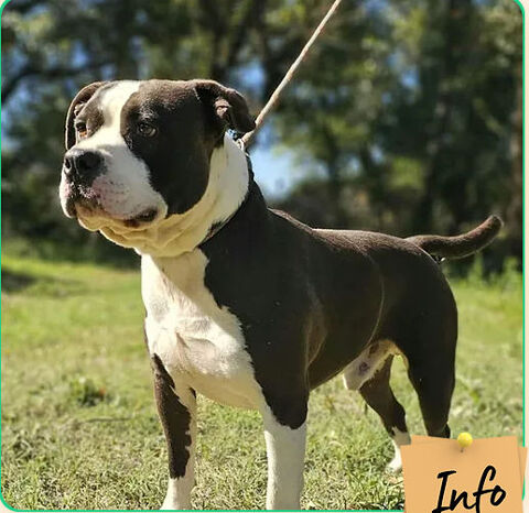 L&eacute;o 230 26700 Pierrelatte