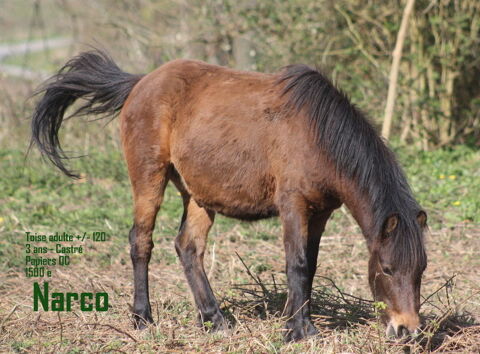 poneys B 1500 02290 Fontenoy