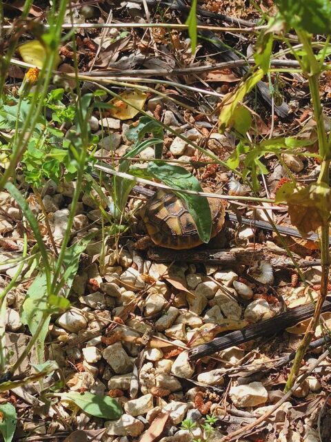 BB Tortue 40 83000 Toulon