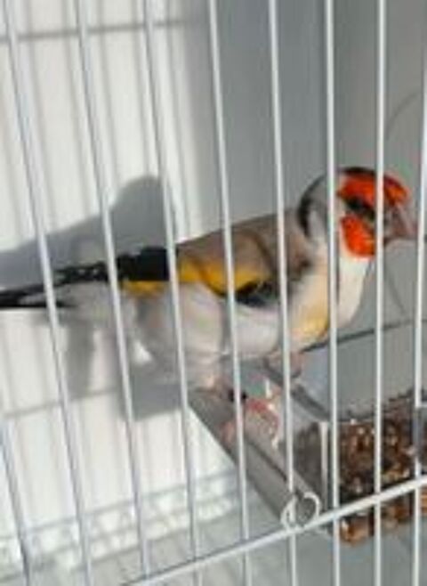   Canari mâle 