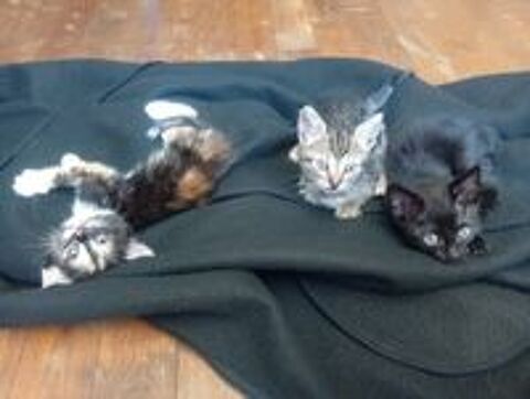   Don chatons de plus de 8 semaines sèvres 