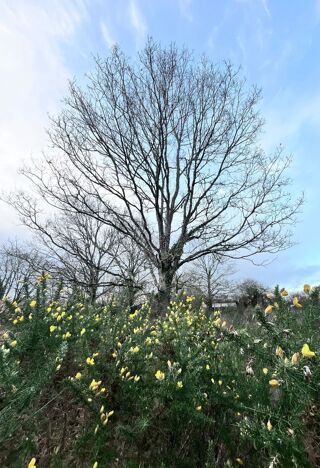  Terrain � vendre 3180 m� Le lion-d'angers