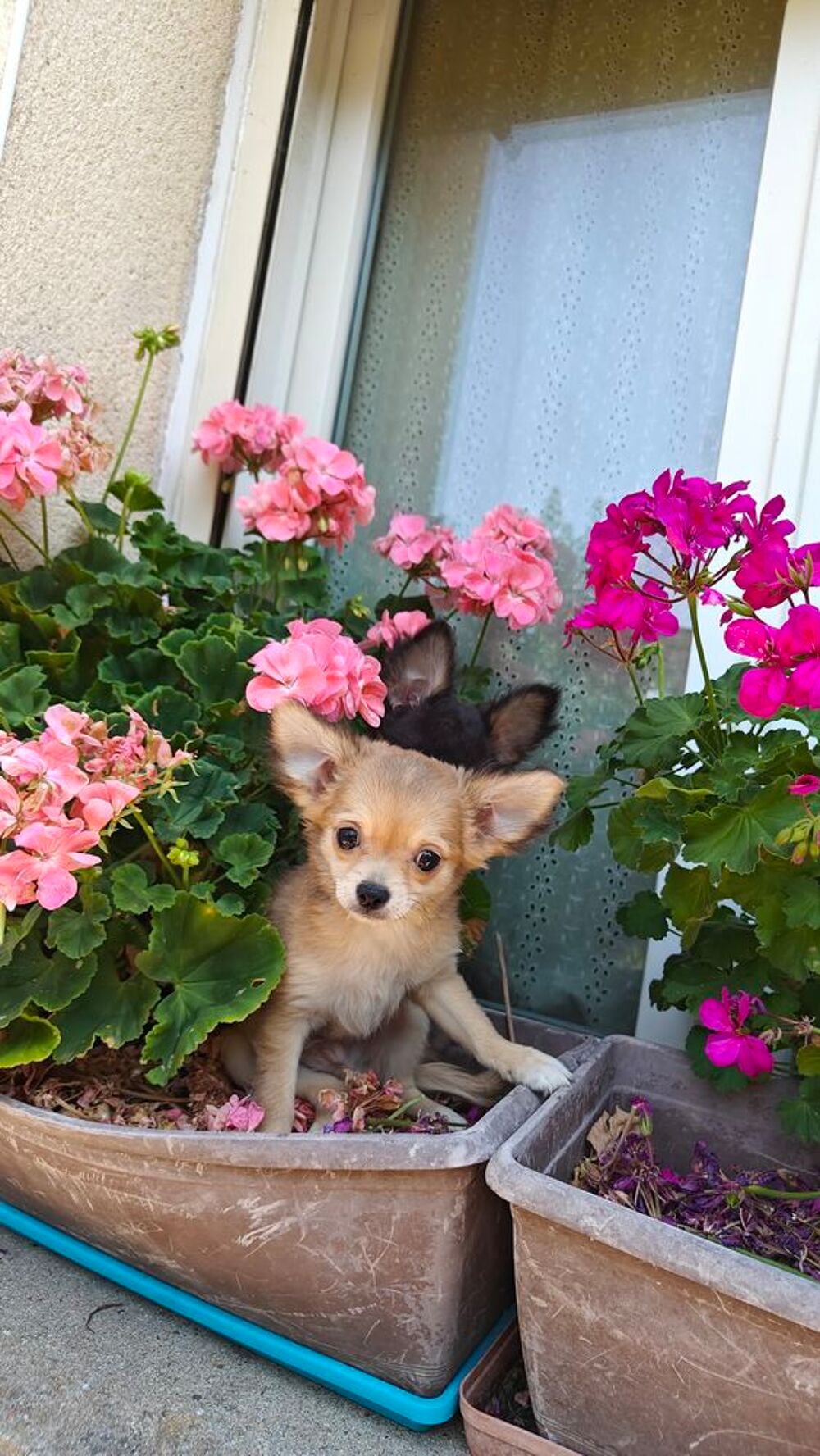   Mini chiots chihuahuas LOFS  