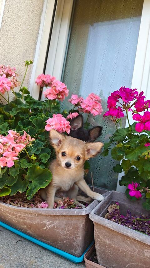 Mini chiots chihuahuas LOFS 1150 95000 Cergy