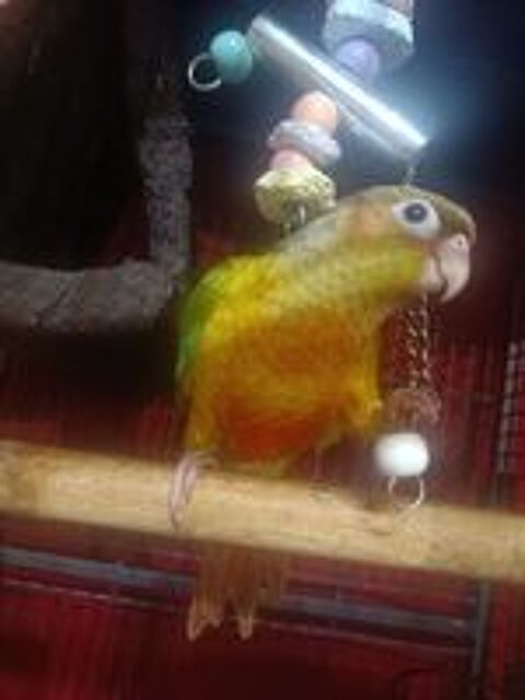   Échange conure  