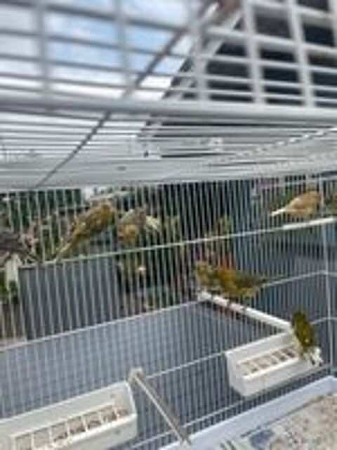   Canaris mâle et femelles 