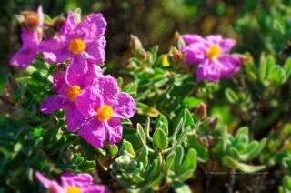  Terrain  vendre 2200 m Villelongue-d'aude