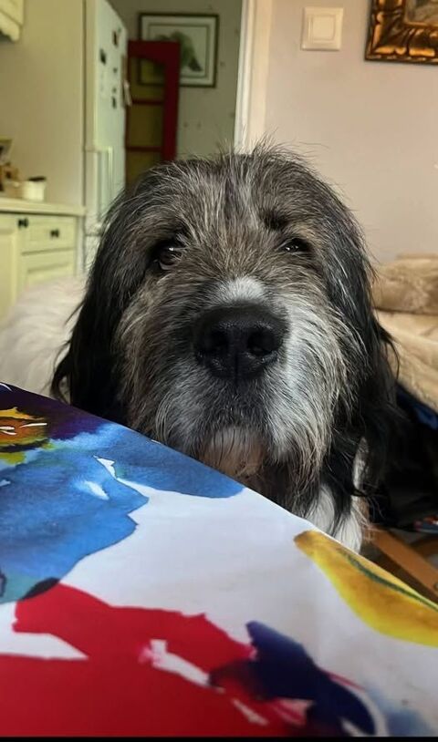 Chien BALOO &agrave; l adoption 210 30400 Villeneuve-l�s-avignon