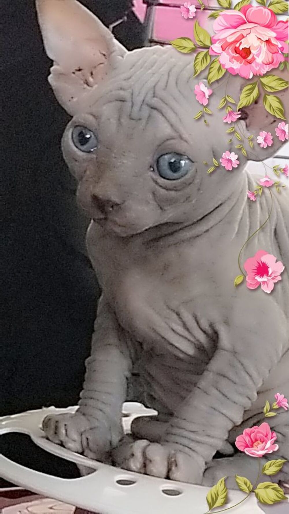   Sphynx LOOF Nom Stérilisée 