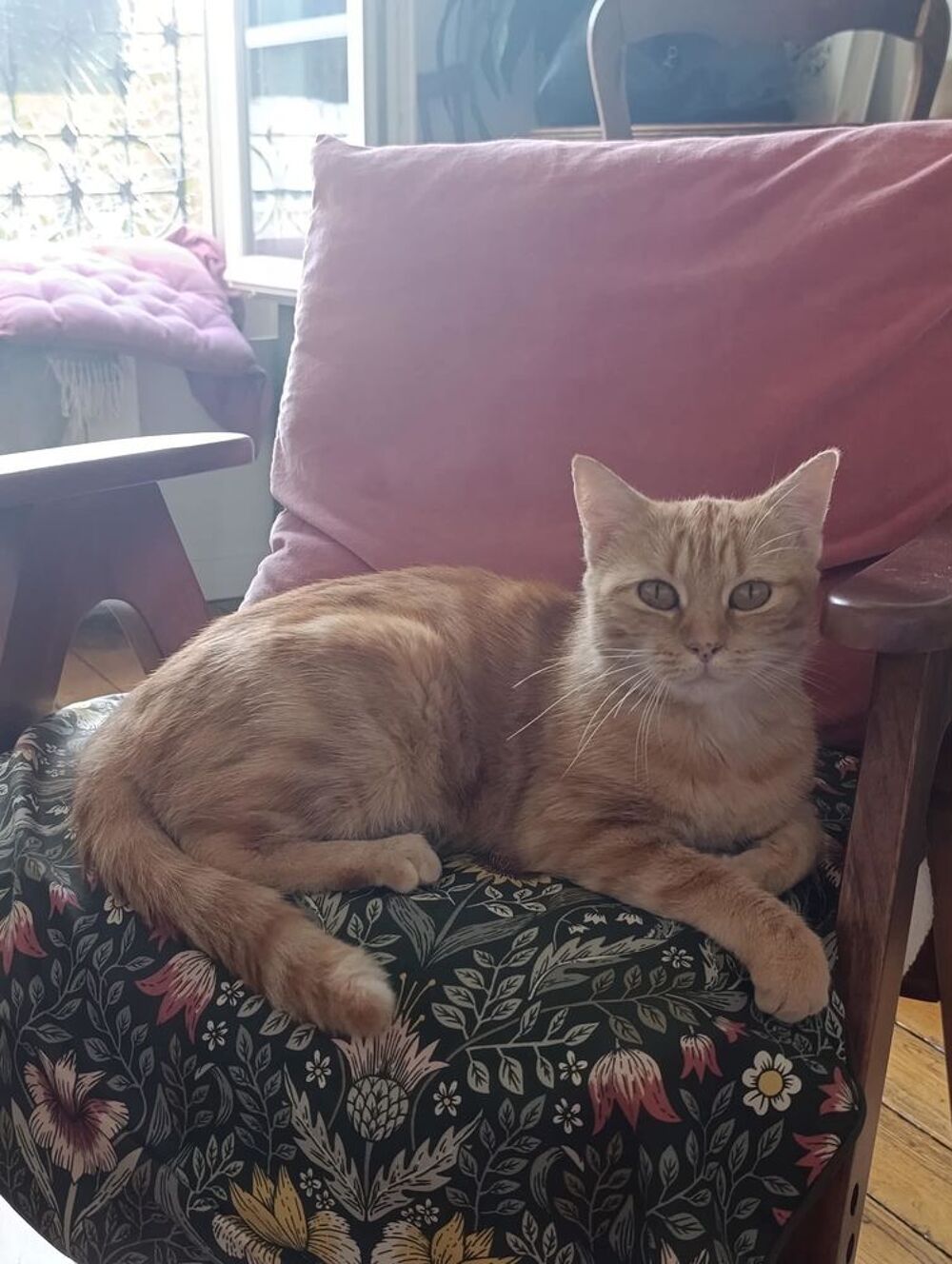   Olga une jolie chatte rousse 
