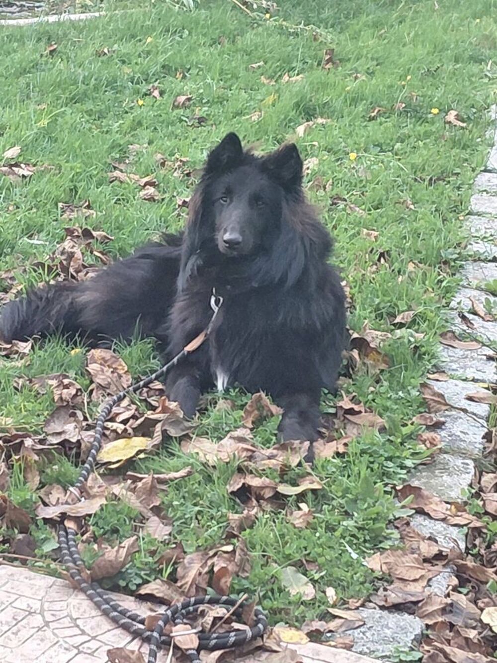  Chiots bergers belges gr?nendael  