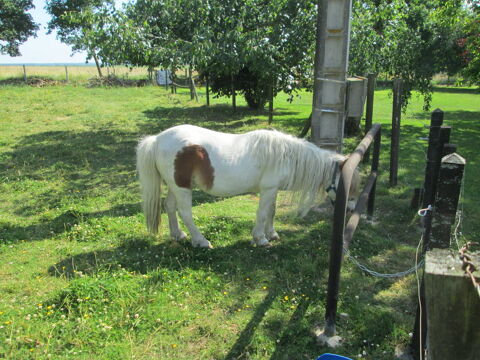  donne ponette shetland 
0 35000 Rennes