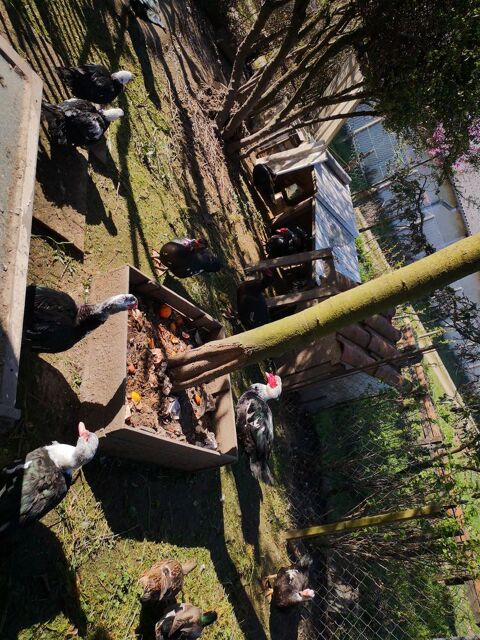  canard de Barbarie 45 38270 Beaurepaire