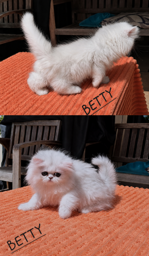3 CHATONS PERSAN CHINCHILLA - LOOF - 850 29300 Quimperlé