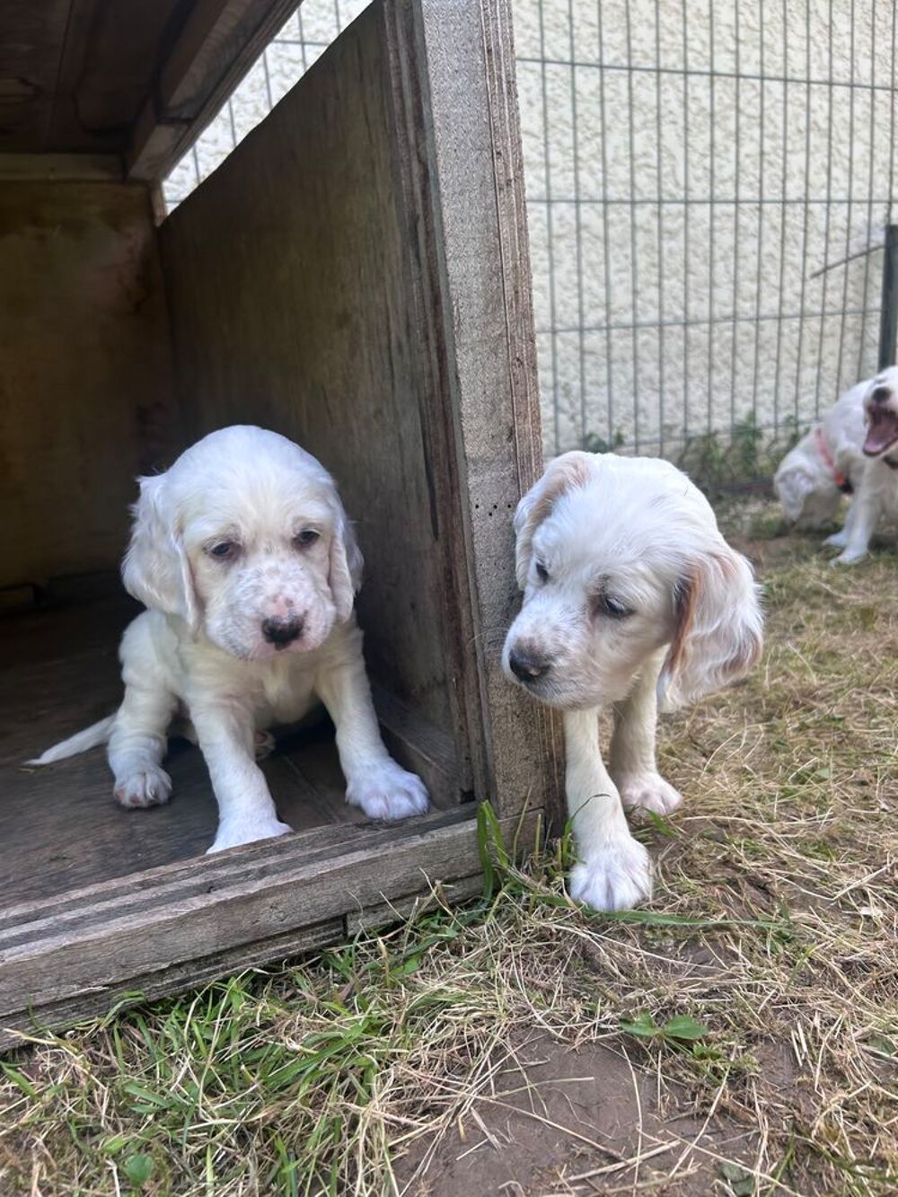   Chiots setter anglais  