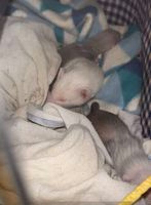   bébé furet 