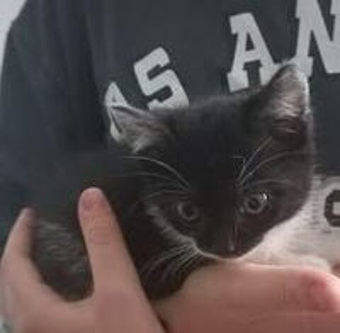   Chat PISTACHE à l adoption 