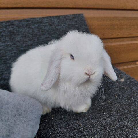 Lapins minilops, m&acirc;le et femelle blanc aux yeux bleu. 60 33125 Le tuzan