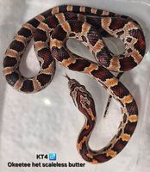   Pantherophis okeetee het scaleless  