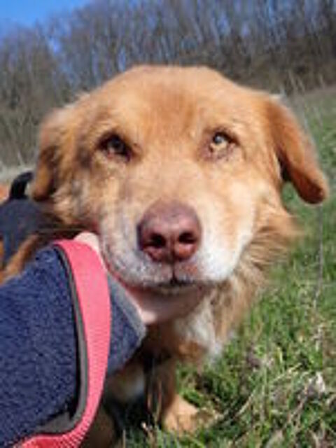   Lilian à l'adoption 