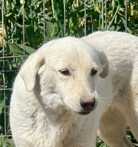 DAISY 300 27620 Gasny