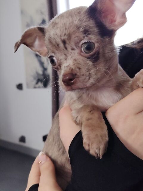 Chiot Chihuahua 800 02200 Pernant