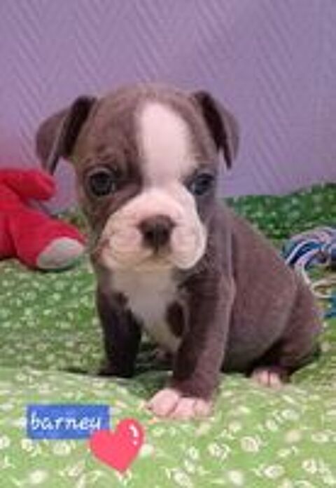   Chiot bouledogue fran�ais exotique  