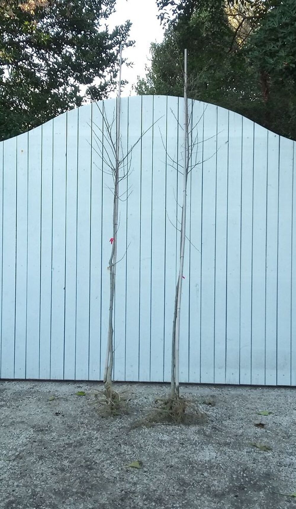 'Lilas de Perse' aussi appel&eacute; 'M&eacute;lia' en racine-nue?????? Jardin