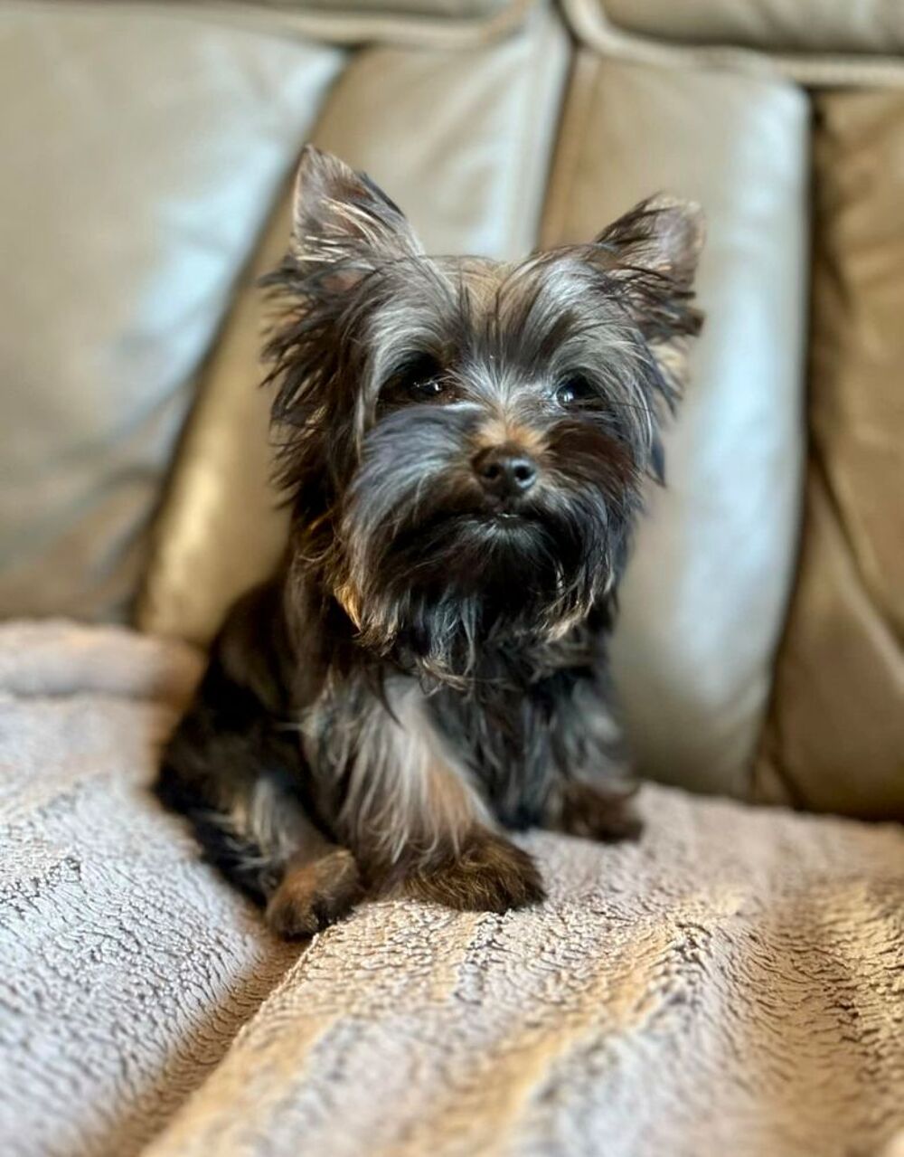   Saillie Yorkshire Terrier 