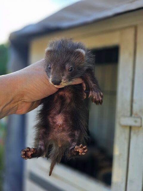 Bebe furet 
1 mâle black a poil court 
1 mâle black angora 
0 78130 Les mureaux