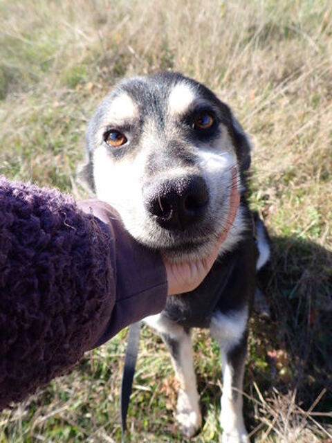 Elwis &agrave; l'adoption 300 42000 Saint-�tienne