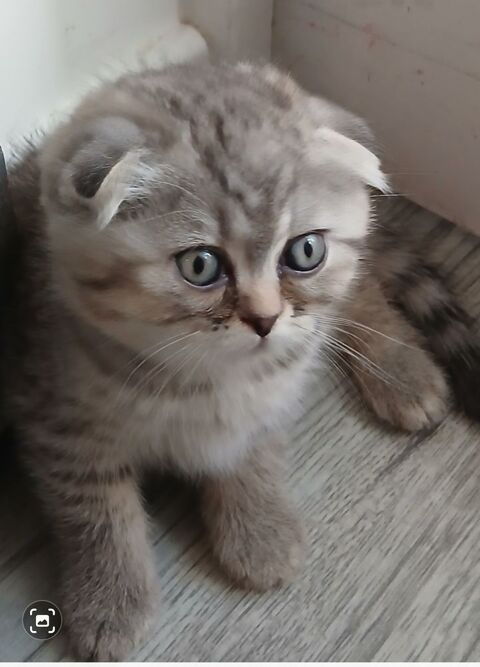 Magnifique Race Scottish Fold 1150 92700 Colombes