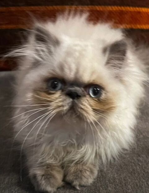 PERSAN COLOURPOINT LOOF 1500 45100 Orleans