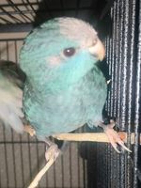   Diamant Mandarin. /. Kakariki  