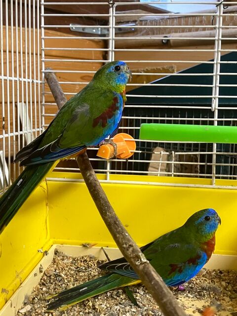 Perruches turquoisine 30 56250 La vraie-croix