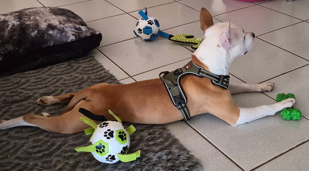   BLINIS, staffie, 1 an  12 kilos 