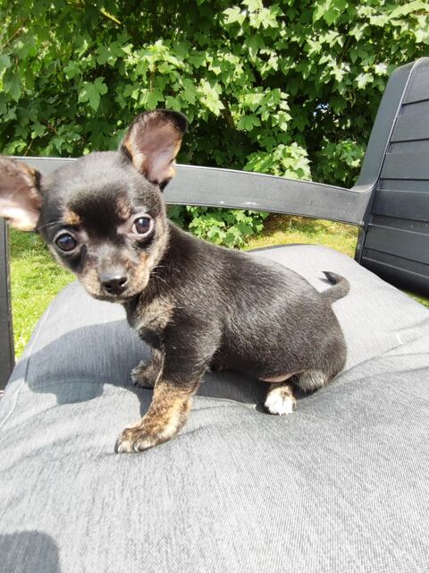 Très jolie type femelle  CHIHUAHUA poil court 900 17460 Rioux