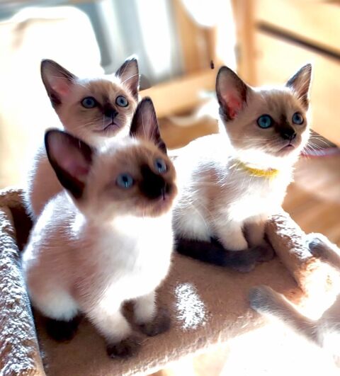Chatons siamois  680 64300 Orthez