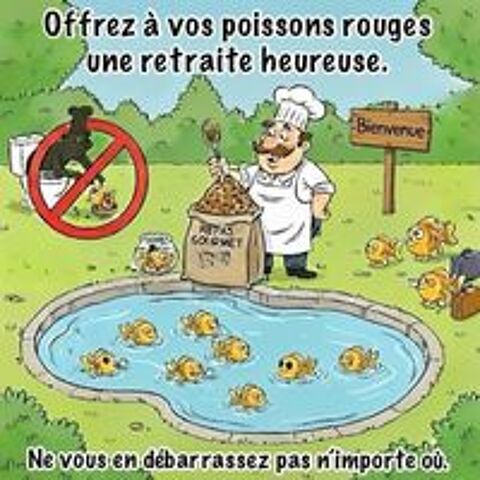   Adopte tous poissons rouges 