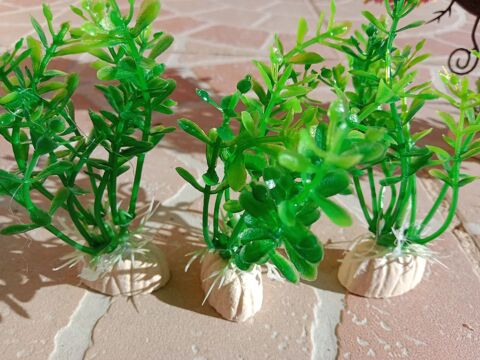 plantes aquarium 3 Saint-Andr-d'Apchon (42)