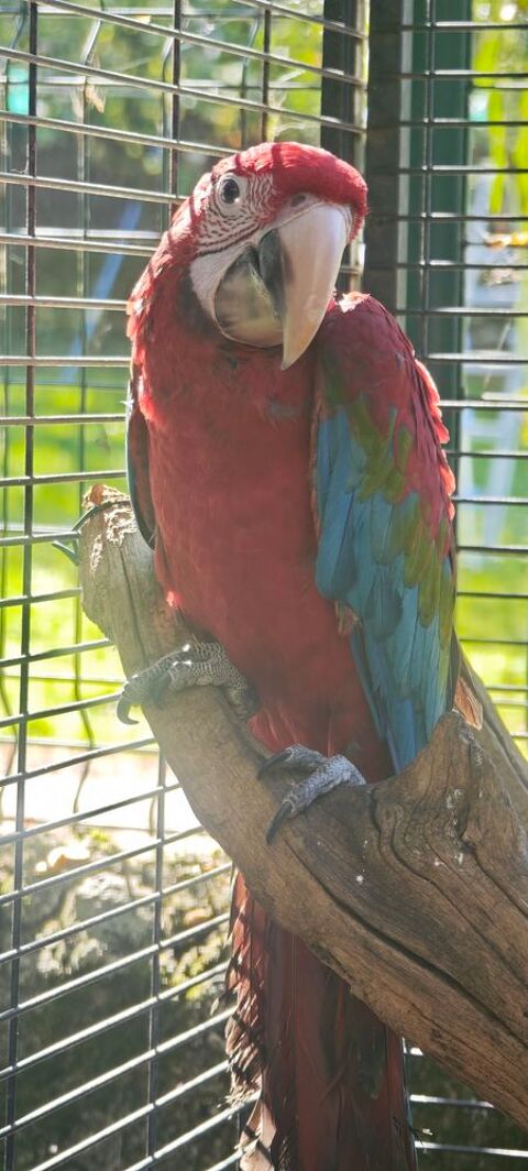 Ara chloroptere mâle  1600 24310 Bourdeilles