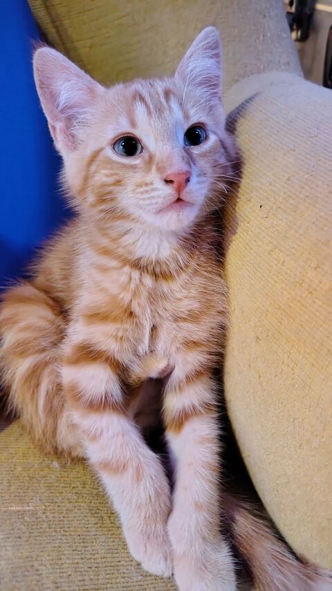 Chaton roux et blanc 0 12340 Bozouls
