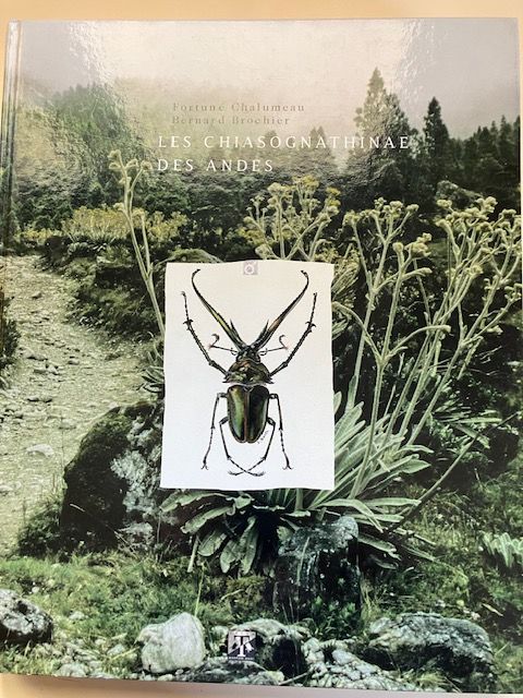 Les Chiasognathinae des Andes 132 Saint-François (97)