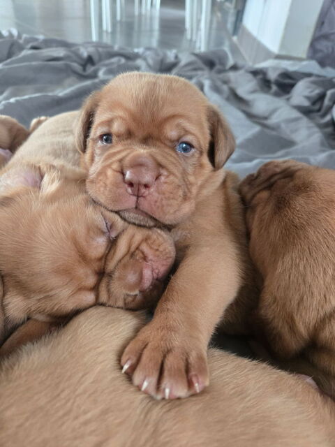 Dogue de bordeaux 0 33860 Donnezac