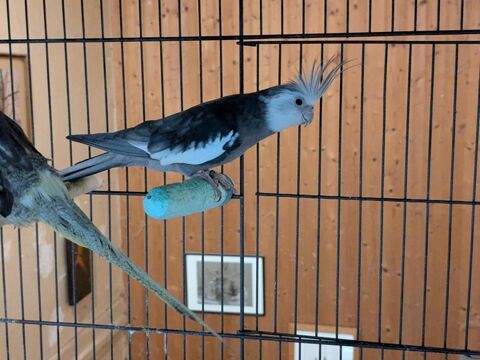 Paco Mâle calopsitte de 5 ans 0 86510 Brux