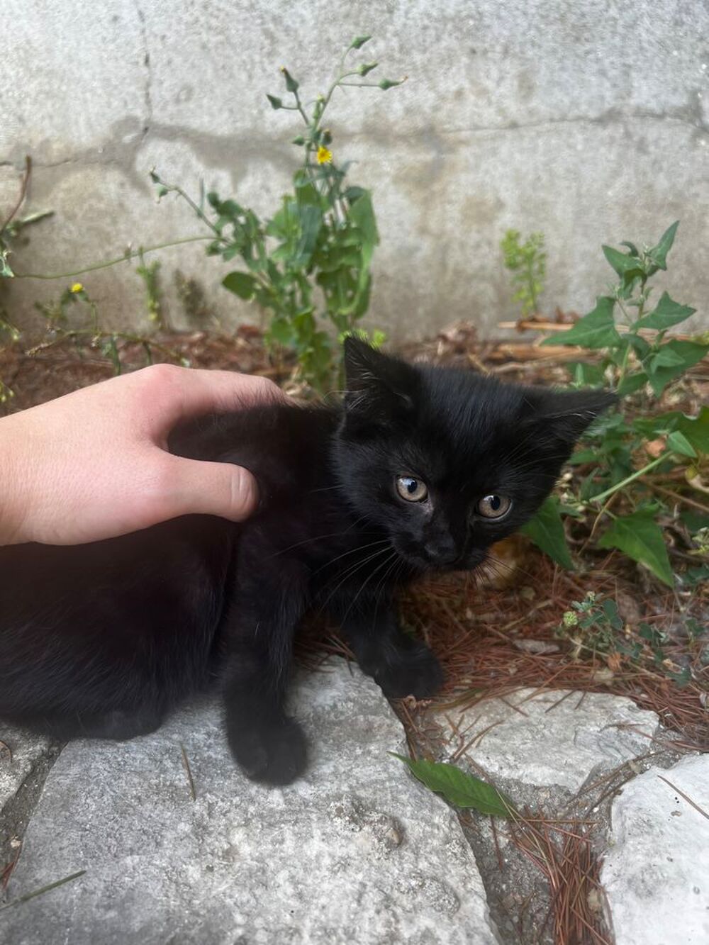   Chaton femelle 