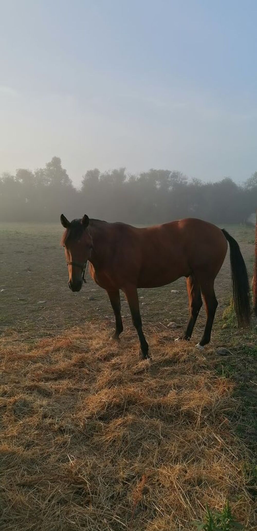   cheval hongre  trotteur français  